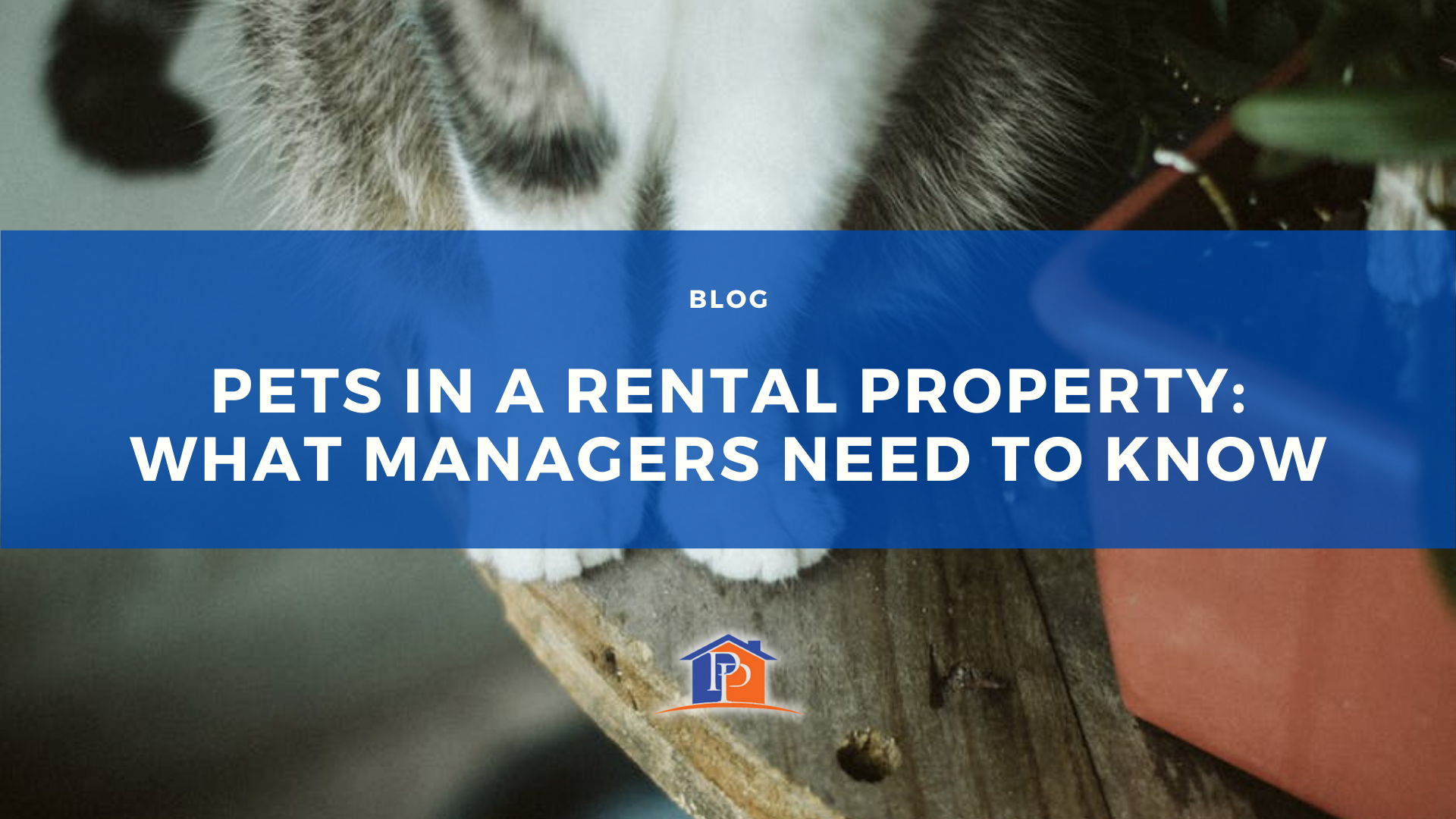 Pets in a Rental Property: What Managers Need to Know